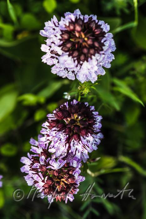 Dactylorhiza (marsh orchid) in the meadow of a forest glade