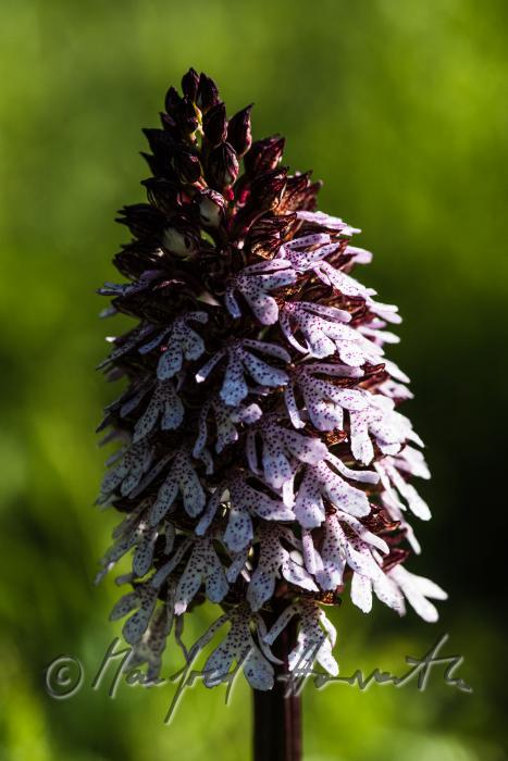 Dactylorhiza (marsh orchid) in the meadow of a forest glade
