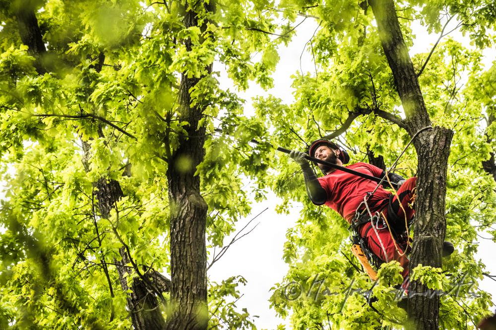 arborist climbing the crown of a copper beech