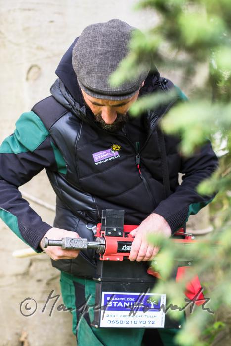 arborist marking a huge beech with a badge