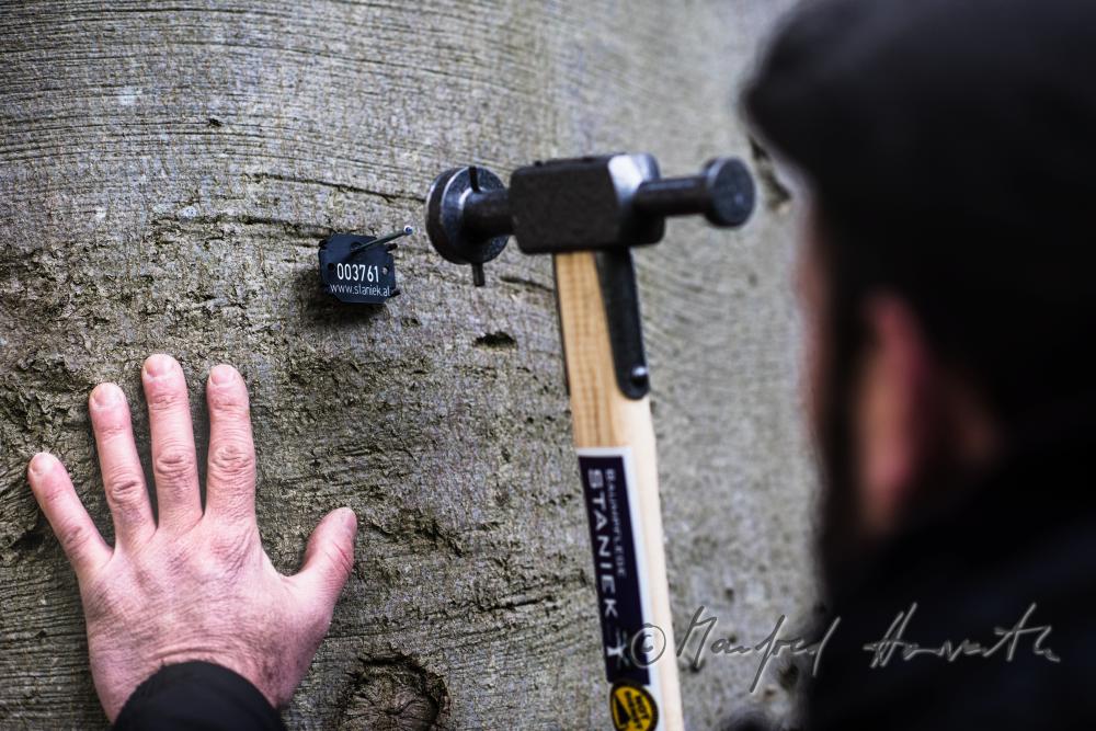 arborist marking a huge beech with a badge