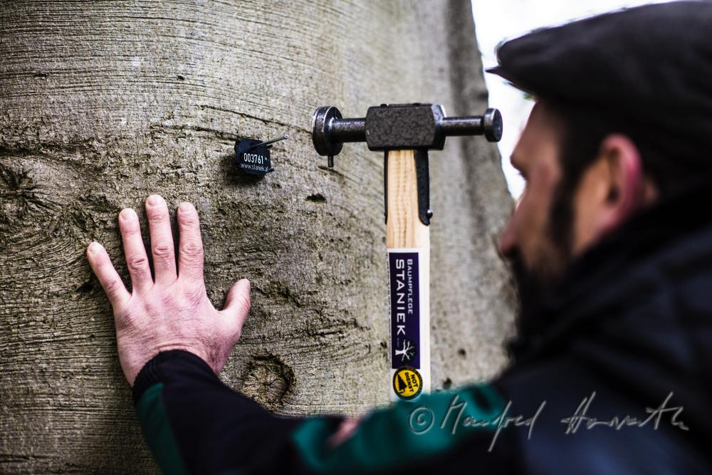 arborist marking a huge beech with a badge