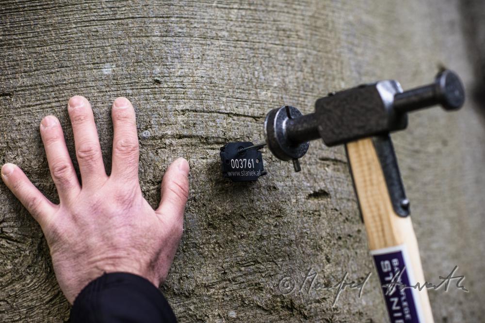 arborist marking a huge beech with a badge