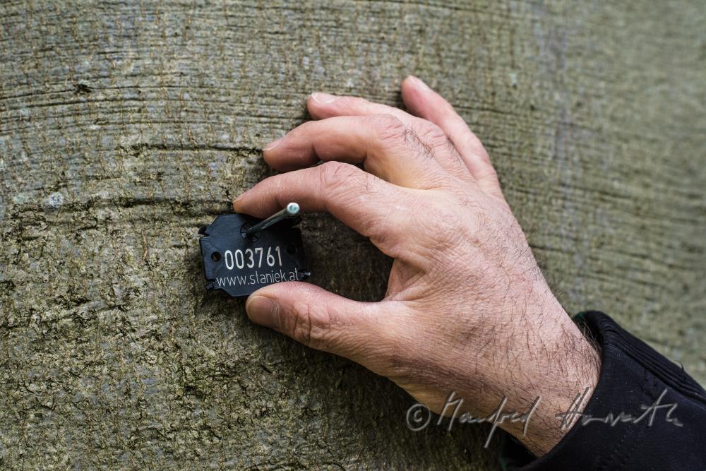 arborist marking a huge beech with a badge
