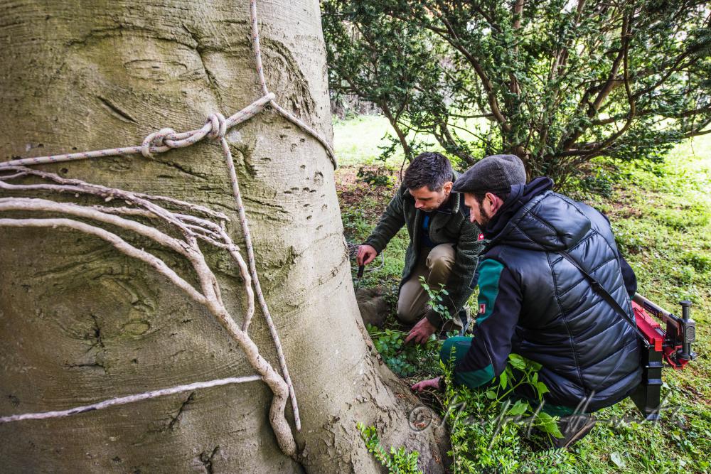 arborists discussing the works to be done on a copper beech