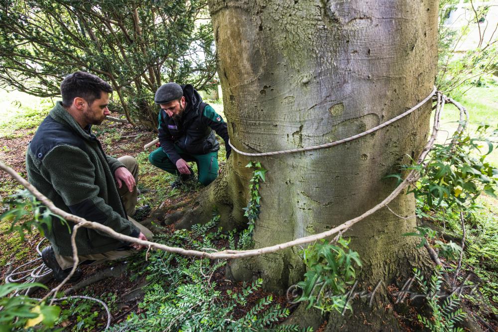 arborists discussing the works to be done on a copper beech