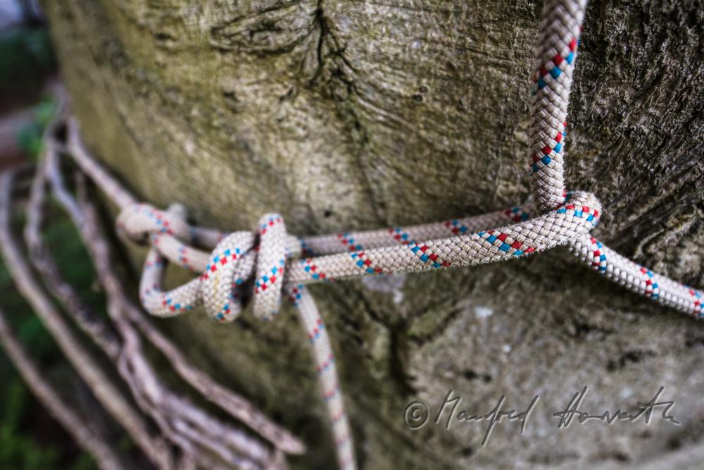 climbing rope of arborists around the trunk of a beech