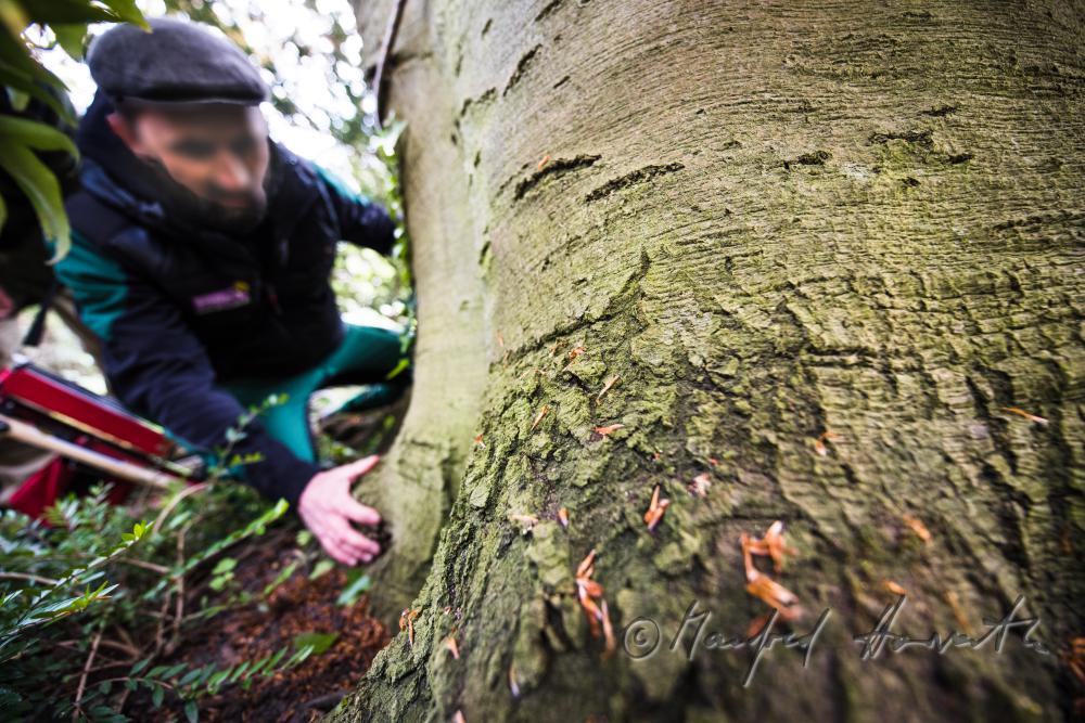 arborists discussing the works to be done on a copper beech