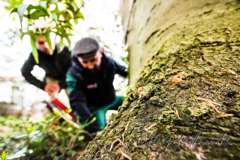 arborists discussing the works to be done on a copper beech