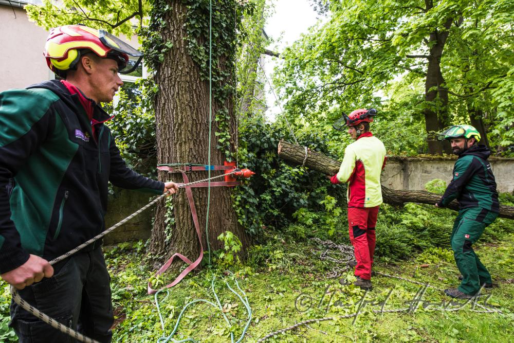 arborists taking down a branch of an oak tree