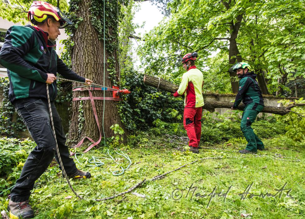 arborists taking down a branch of an oak tree