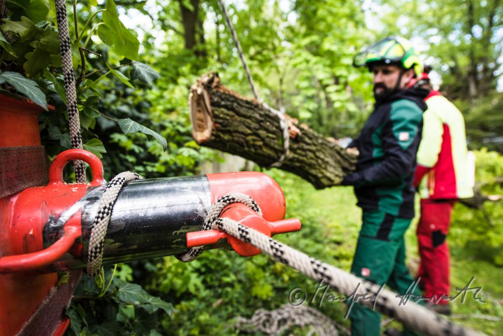 arborists taking down a branch of an oak tree