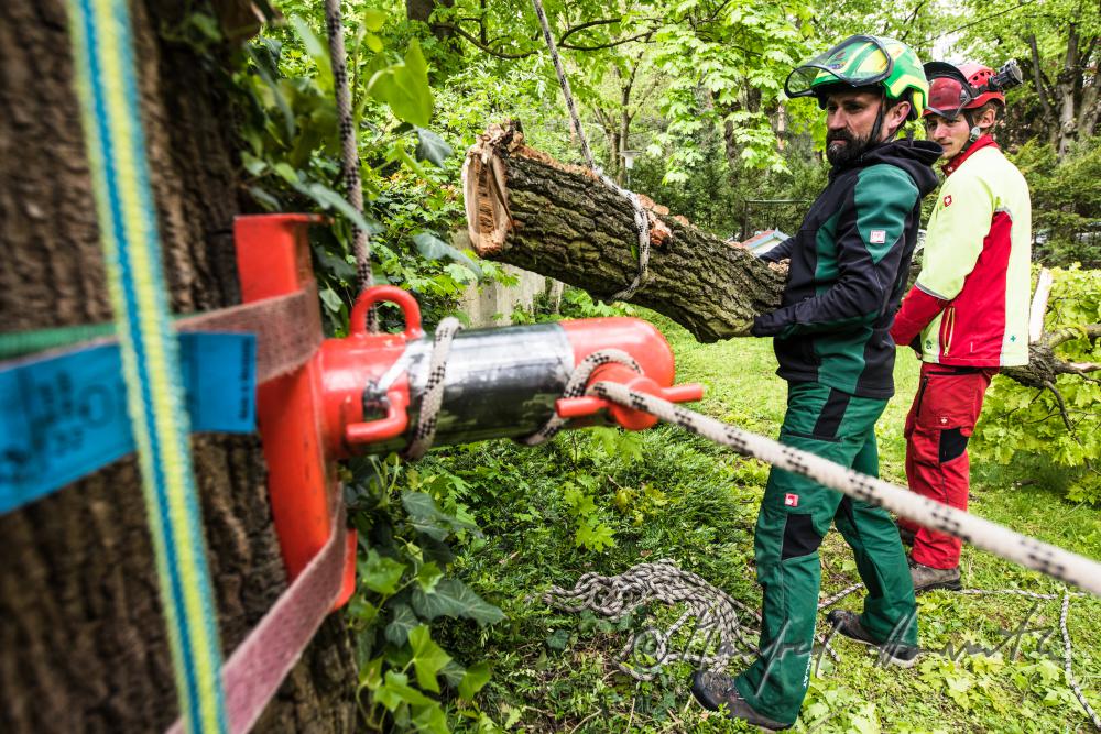 arborists taking down a branch of an oak tree