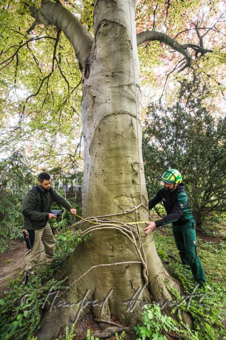 arborists measuring the trunk circumference of a copper beech