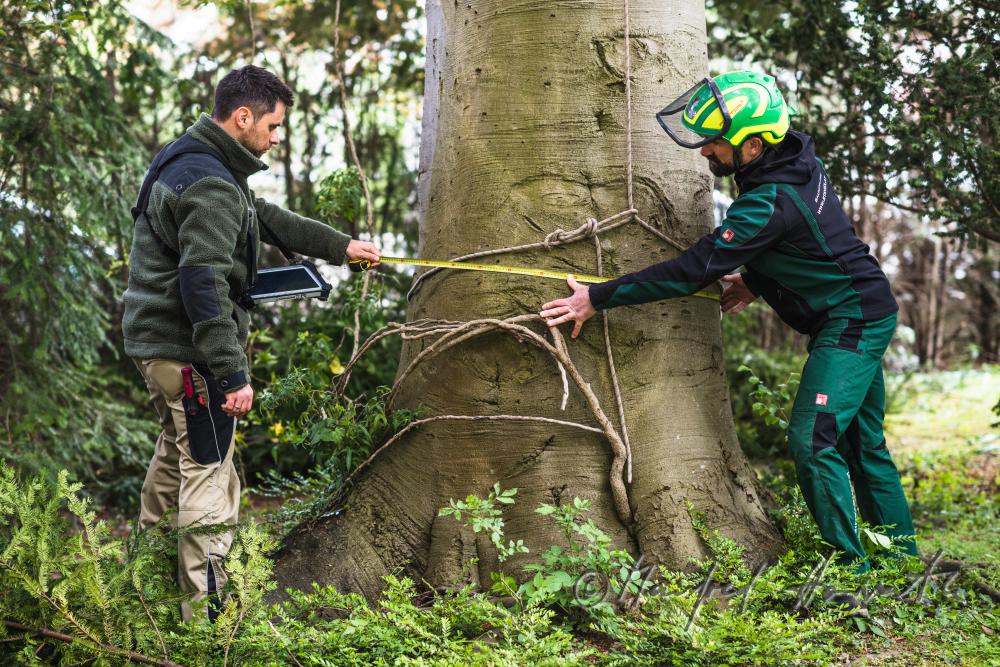 arborists measuring the trunk circumference of a copper beech