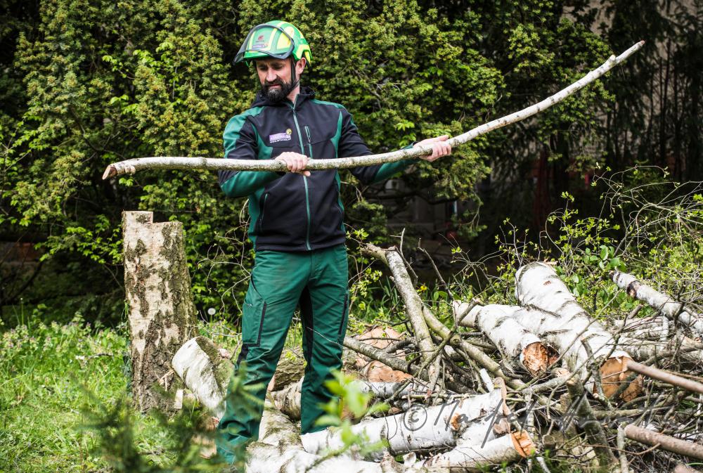 arborist checking a cut down birch for sickness