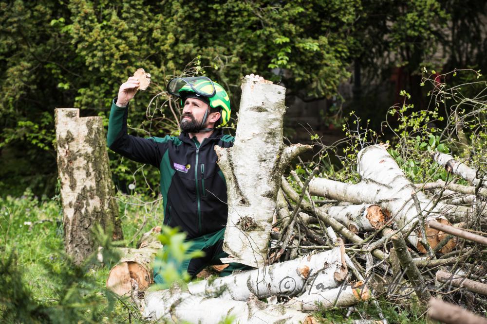 arborist checking a cut down birch for sickness