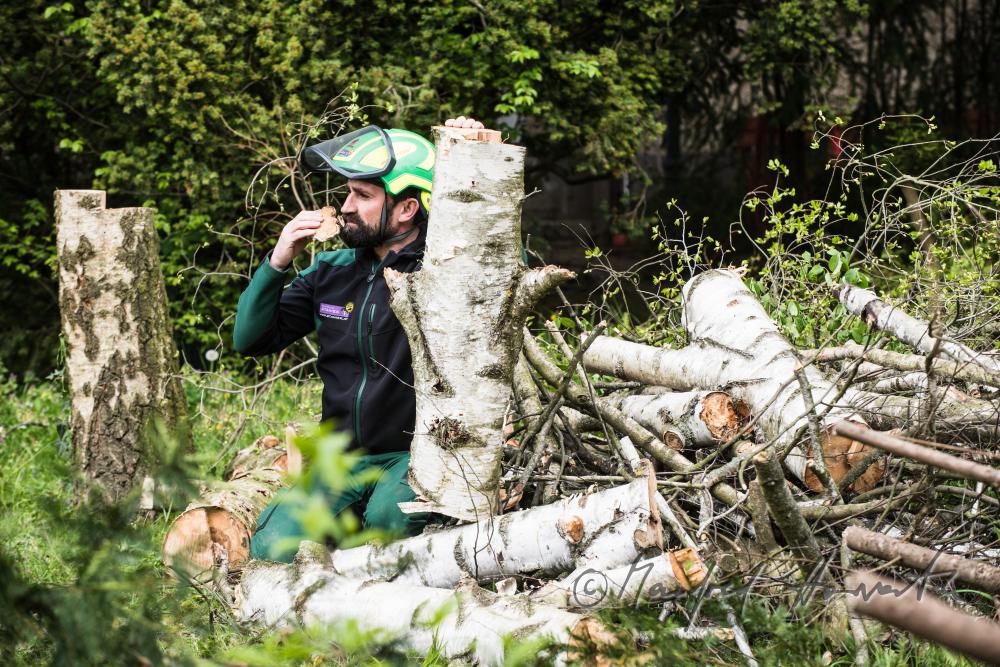 arborist checking a cut down birch for sickness