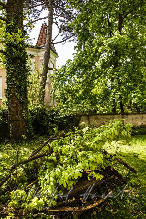 arborist´s work of a n oak tree in a private garden