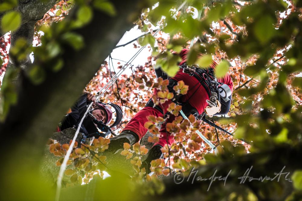 arborist cutting branches in the crown of a copper beech