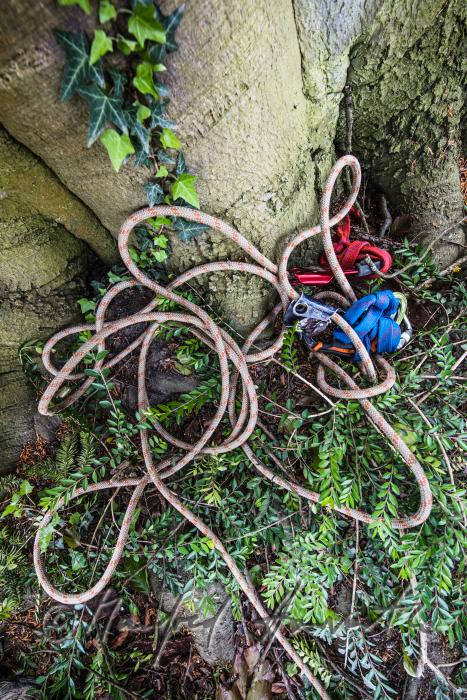 climbing gear of an arborist on the foot of a beech