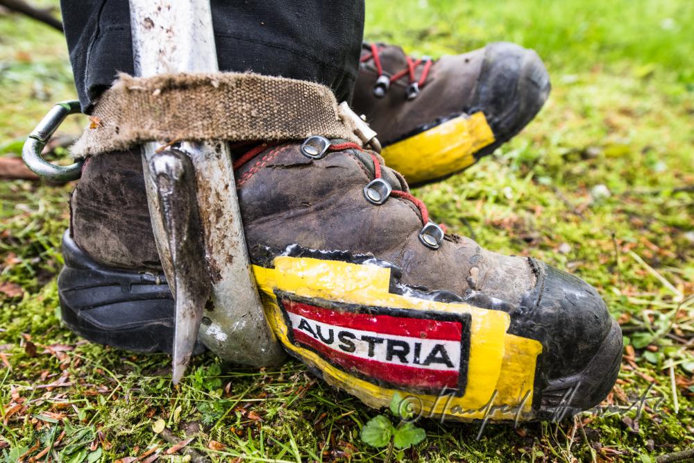 arborist with climbing irons for climbing trees