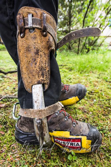 arborist with climbing irons for climbing trees