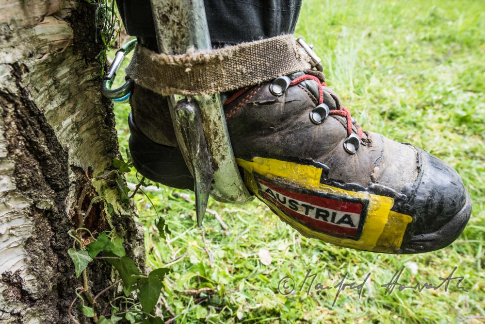arborist with climbing irons for climbing trees