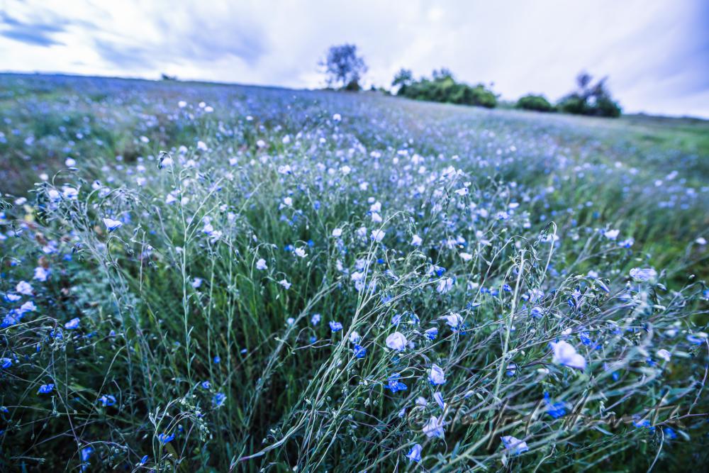 field with bllooming blue flax on the southern slope of the Leithagebirge