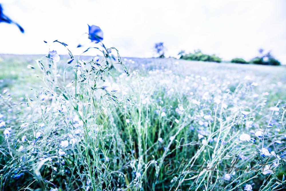 field with bllooming blue flax on the southern slope of the Leithagebirge