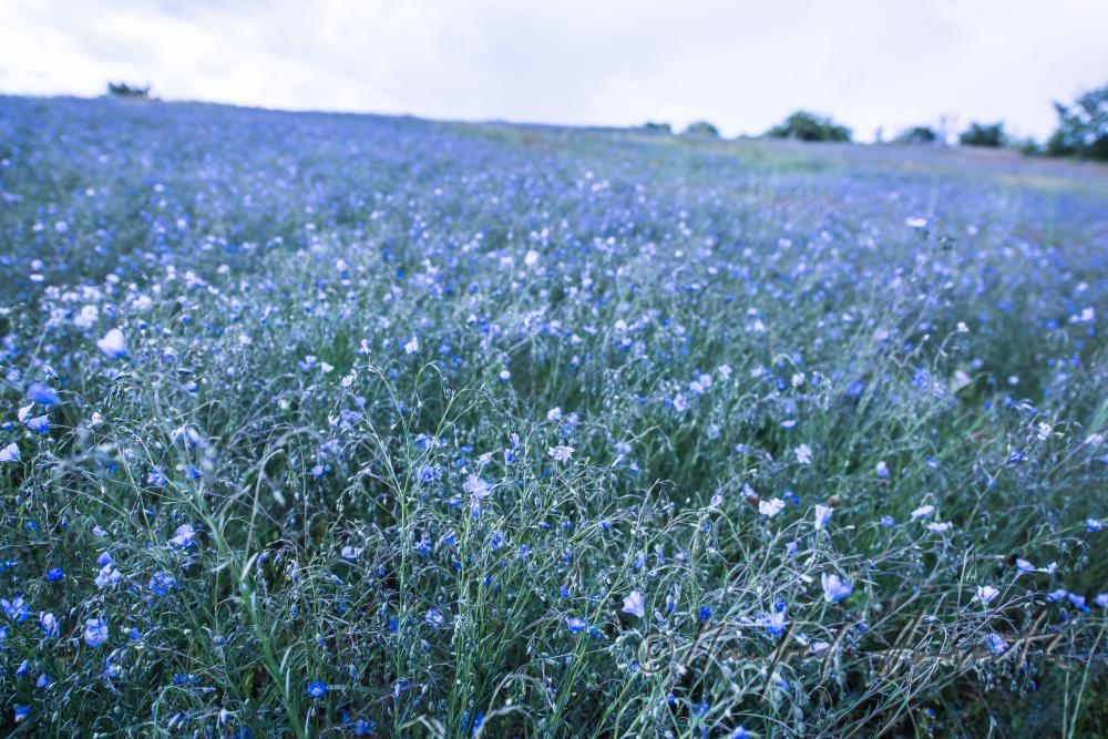 field with bllooming blue flax on the southern slope of the Leithagebirge