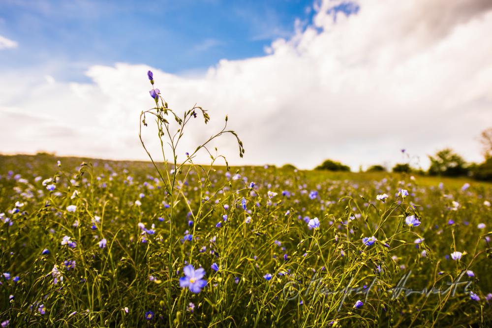 field with bllooming blue flax on the southern slope of the Leithagebirge