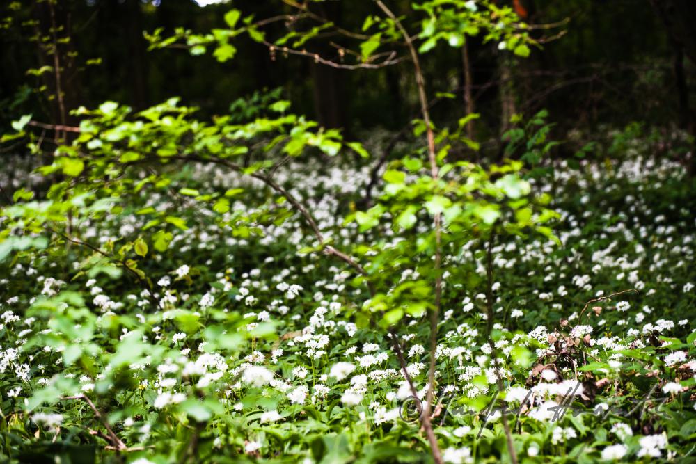 wild garlic in a creek bed on a forest glade