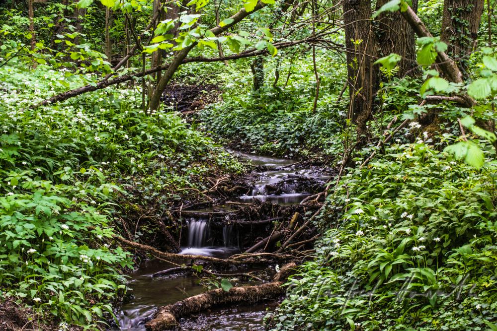 wild garlic in a creek bed on a forest glade