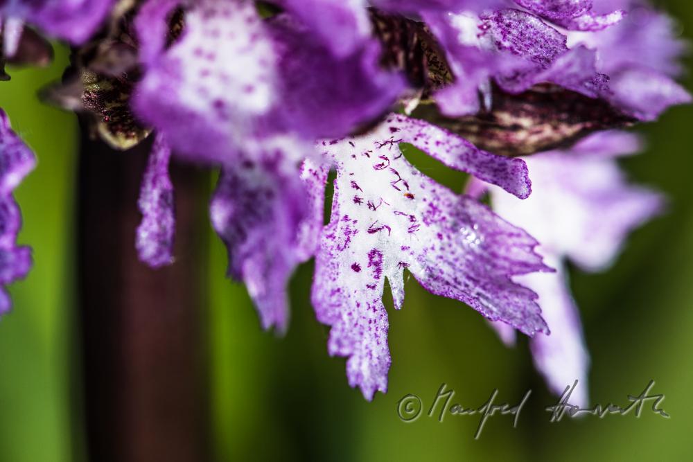 Dactylorhiza (marsh orchid) in the meadow of a forest glade