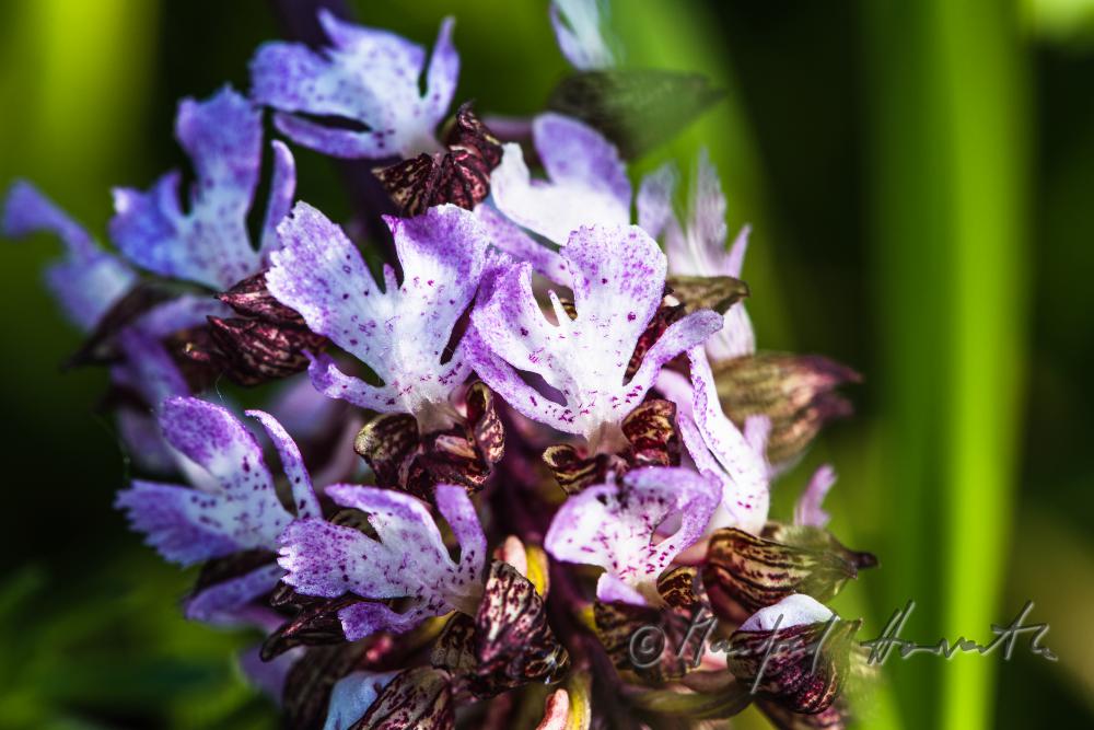 Dactylorhiza (marsh orchid) in the meadow of a forest glade