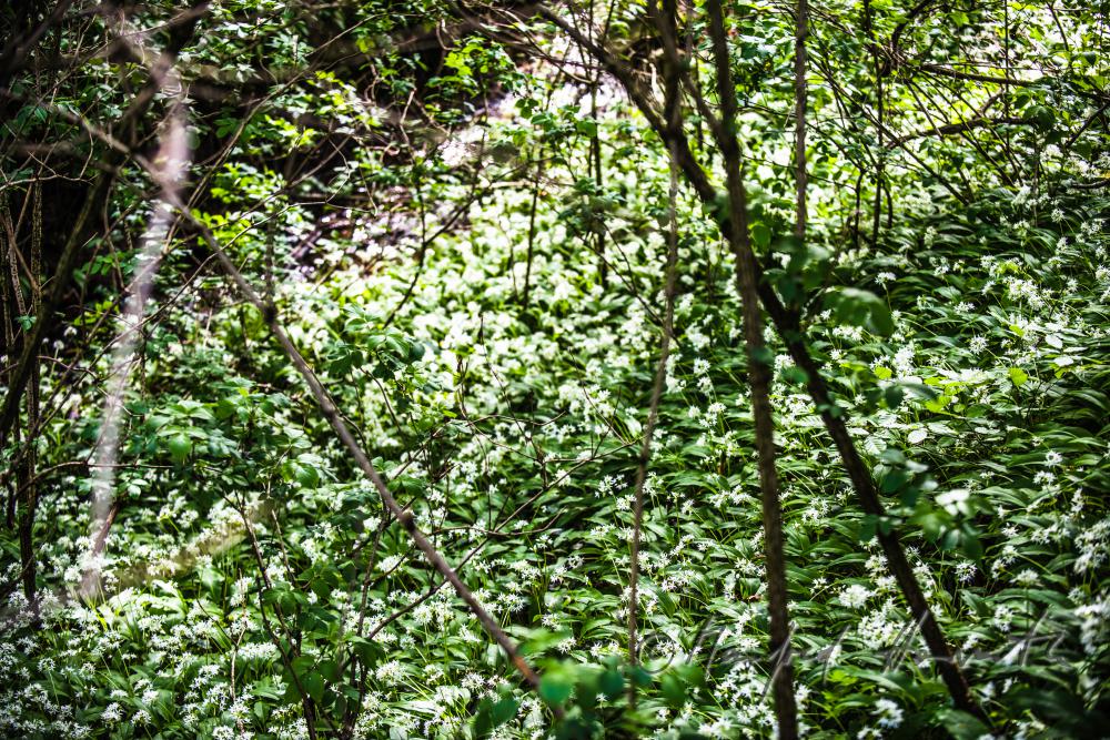 wild garlic in a creek bed on a forest glade