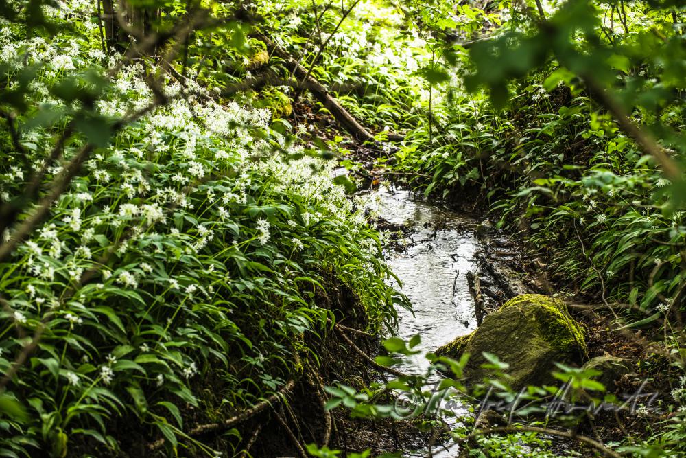 wild garlic in a creek bed on a forest glade