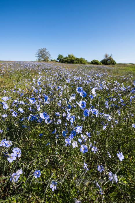 field with bllooming blue flax on the southern slope of the Leithagebirge