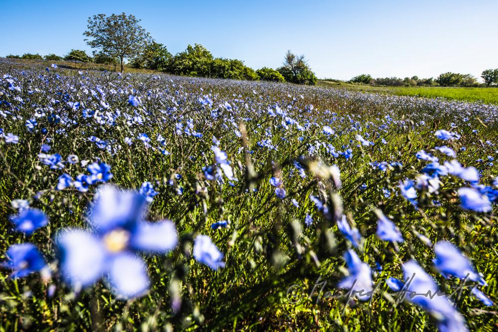field with bllooming blue flax on the southern slope of the Leithagebirge