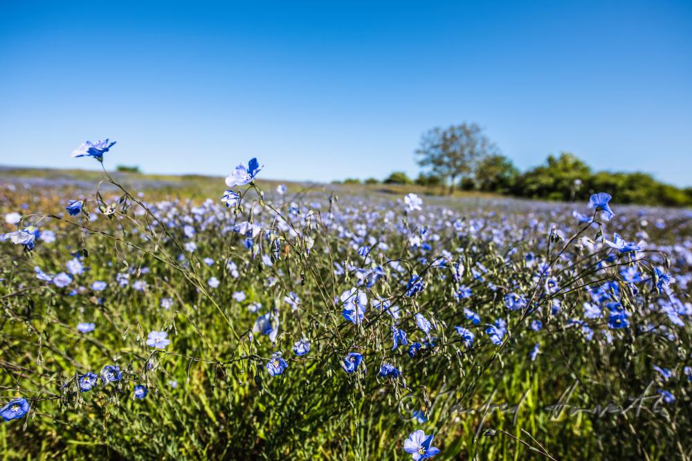 field with bllooming blue flax on the southern slope of the Leithagebirge