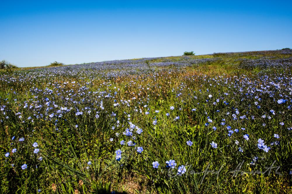 field with bllooming blue flax on the southern slope of the Leithagebirge