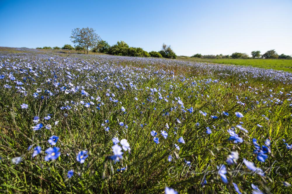 field with bllooming blue flax on the southern slope of the Leithagebirge