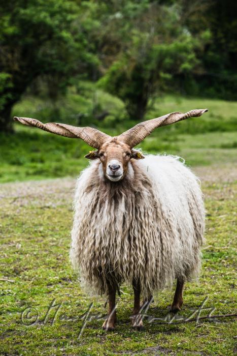 Racka in the animal park