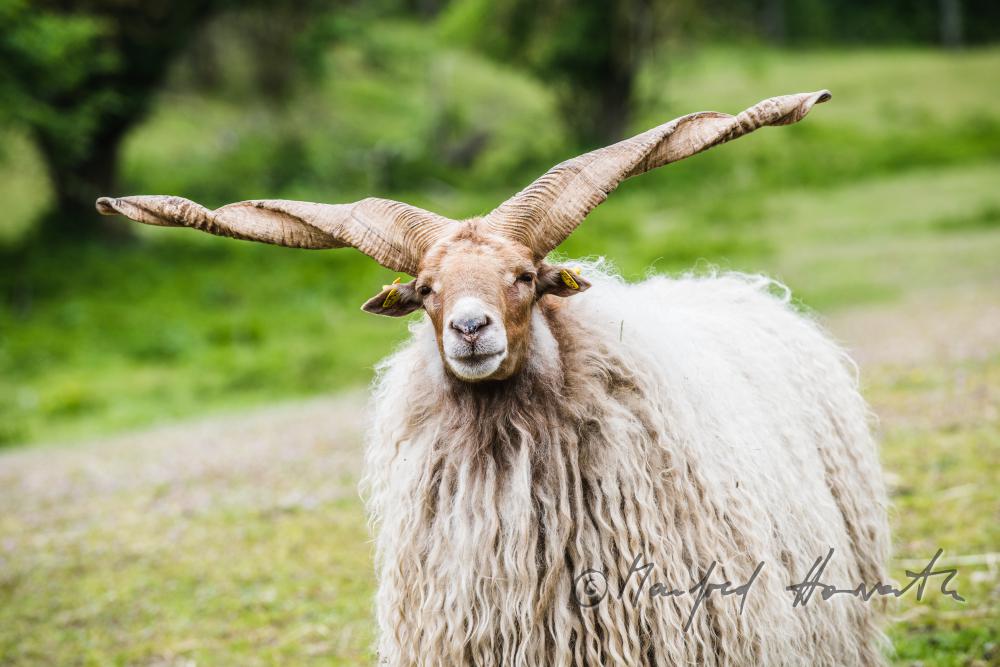 Racka in the animal park
