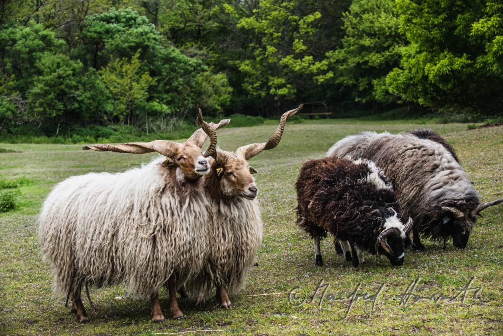 Racka in the animal park