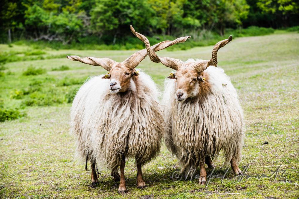 Racka in the animal park