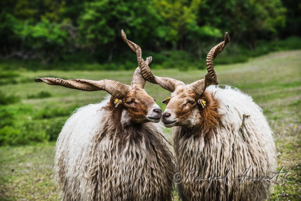 Racka in the animal park