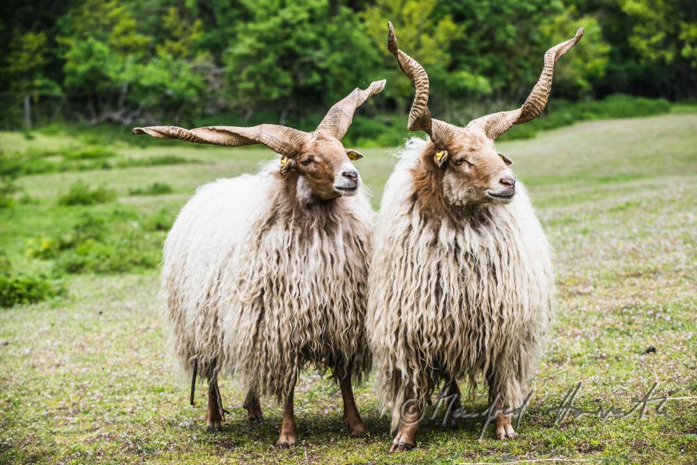 Racka in the animal park