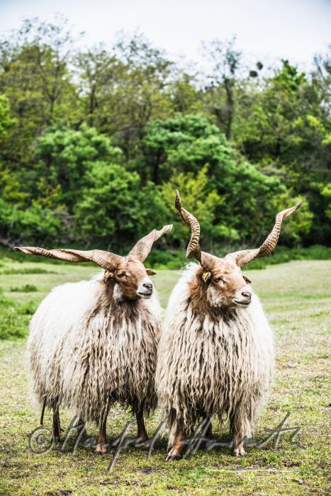 Racka in the animal park